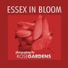 Essex in Bloom - Photographing the Rose Gardens