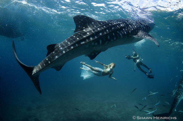 Copyright 2012 Shawn Heinrichs