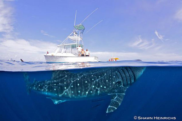 Heinrich's now-viral image from July, 2012
