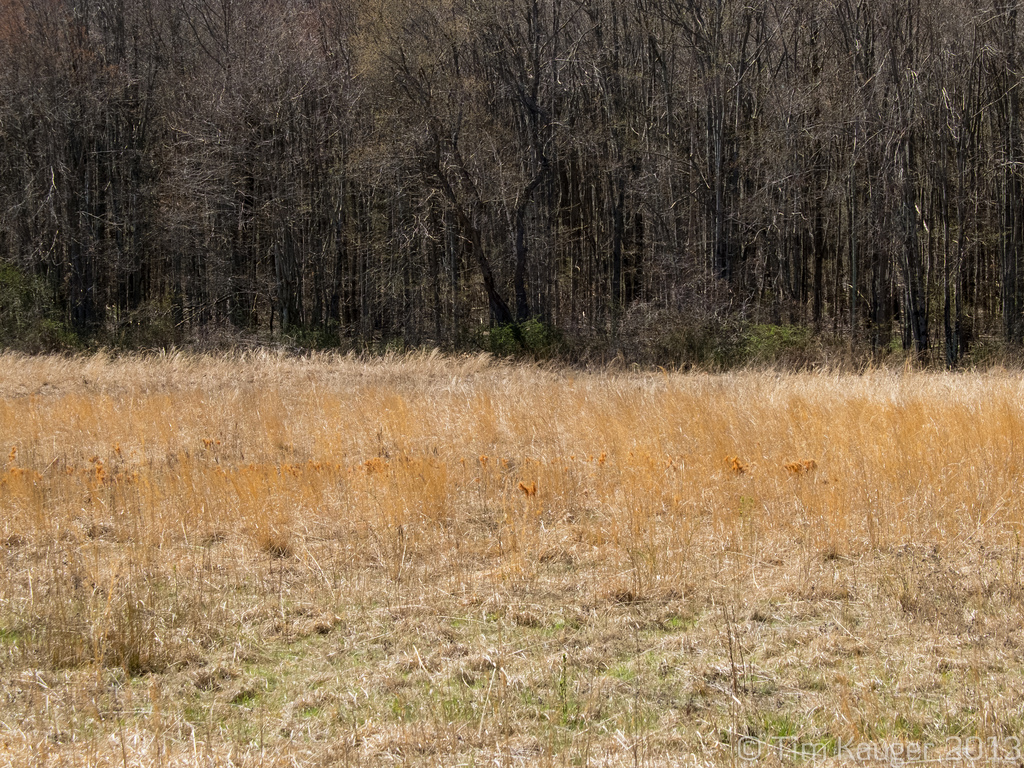 Field