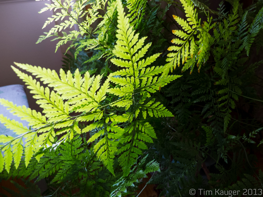 Greens