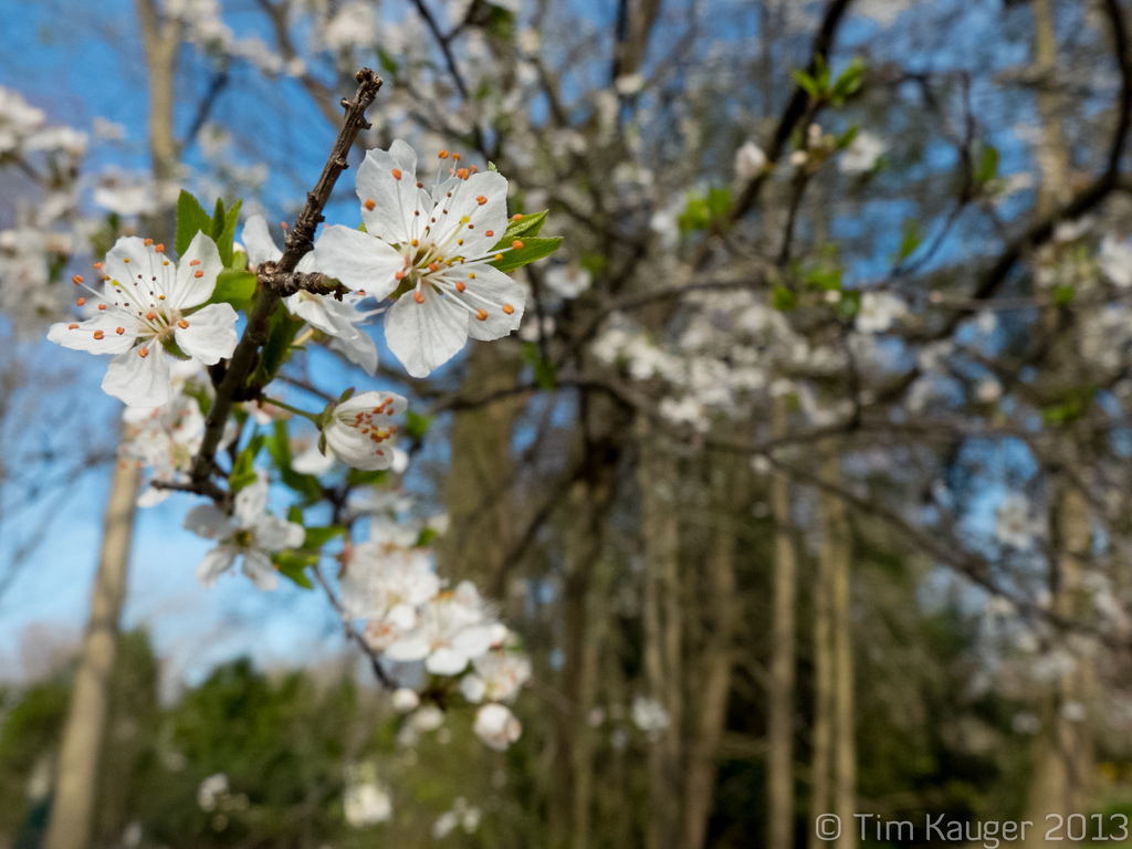 Macro 1