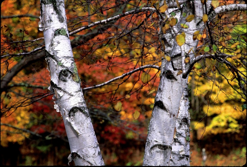 Birch_Fall_Color