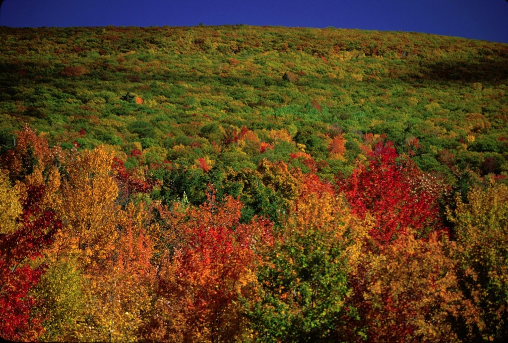 Fall_Mountain_Color