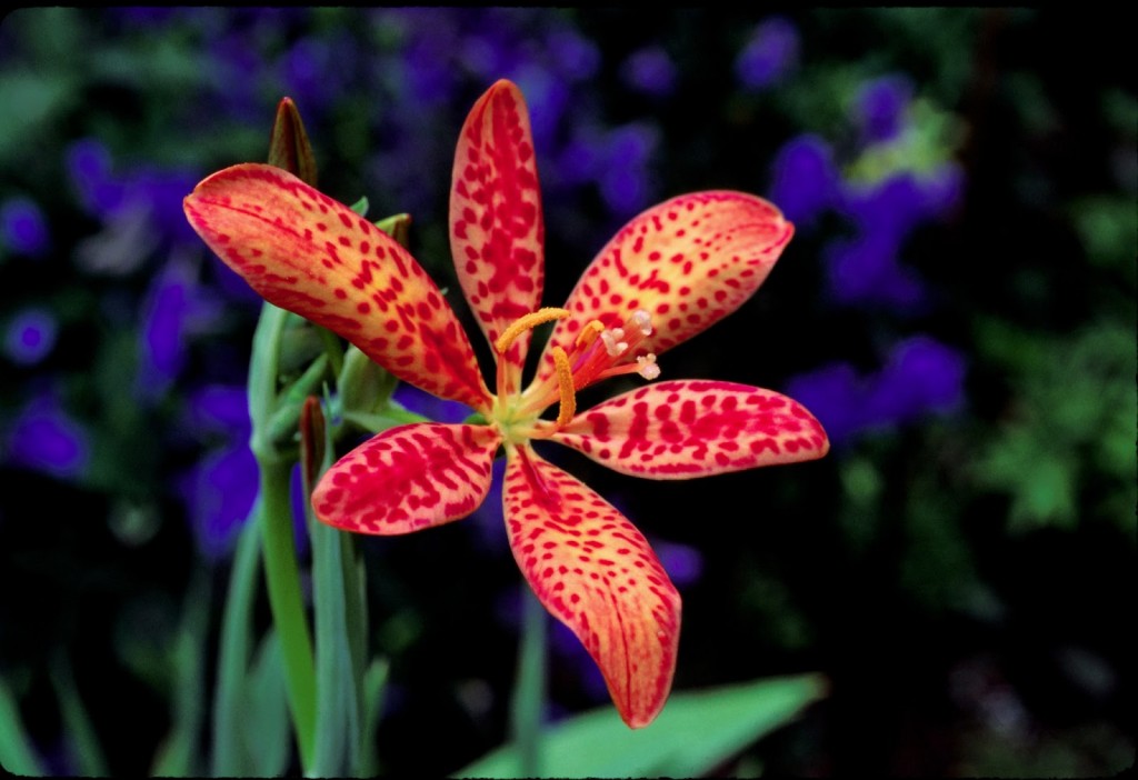 Orange_Flower