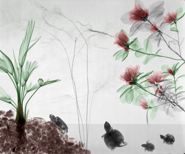 xray_12