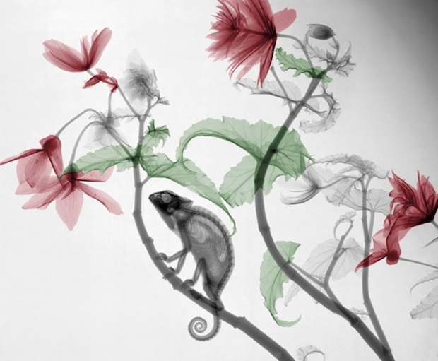 xray_7