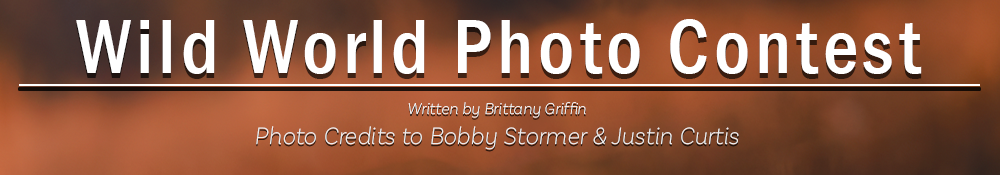 Wild World Photo Contest; Written by Brittany Griffin and Photo Credits to Bobby Stormer and Justin Curtis
