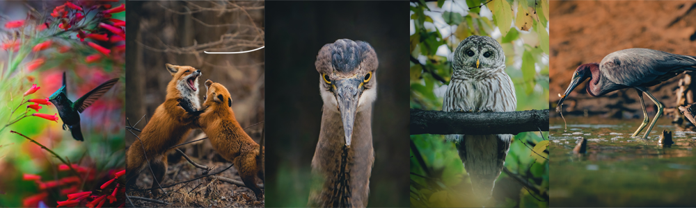 Bobby Stormer 4 Photo Collage