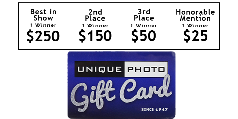 Wild World Contest Prize Amounts