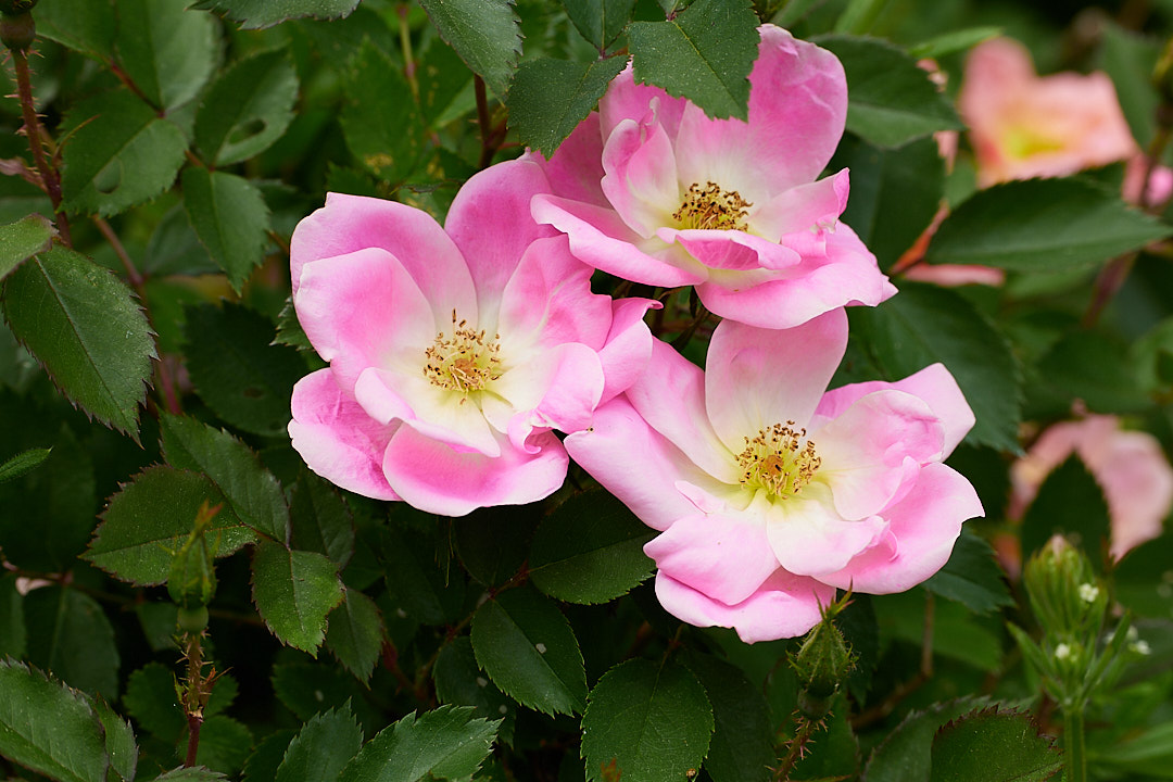 Photo of three pink flowers with green leaves surrounding them with some out of focus flowers in the background