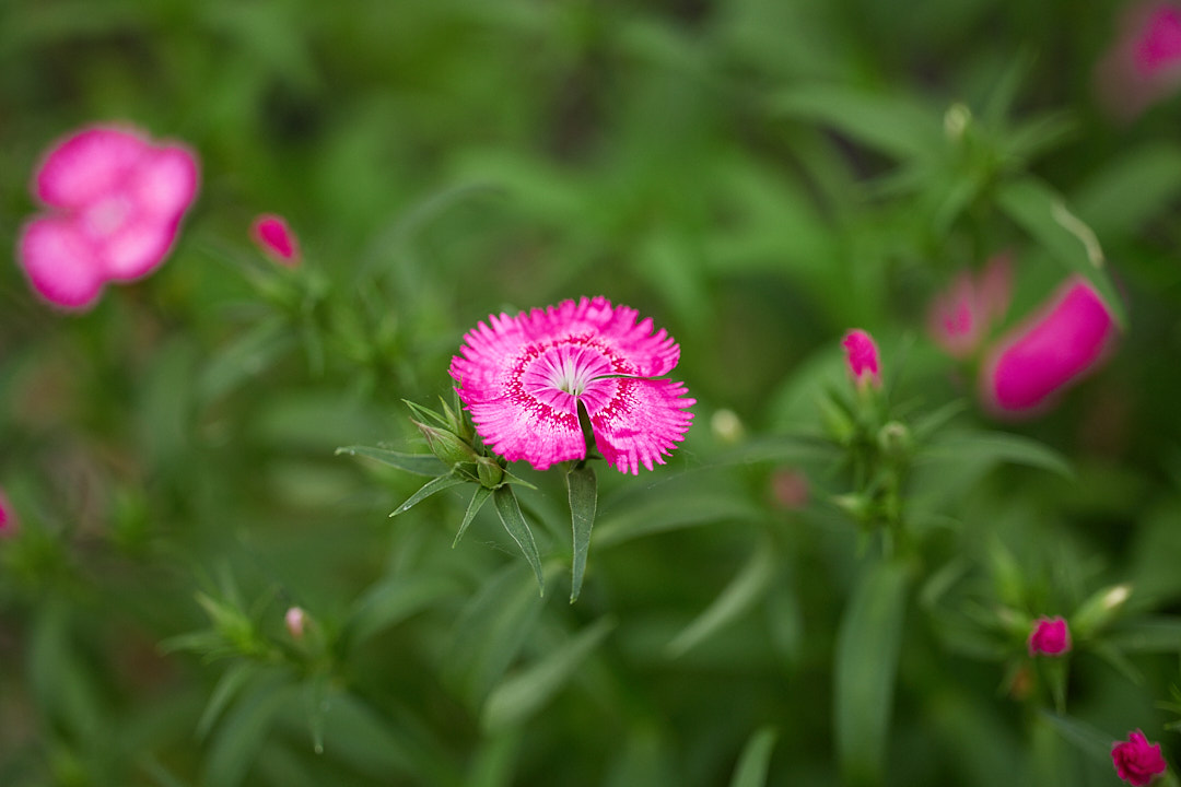 Flowers taken with Canon 100mm Macro Lens