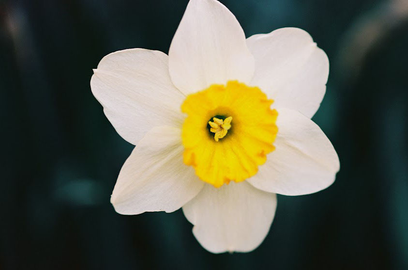 Brianna Pflug's image of a yellow and white flower