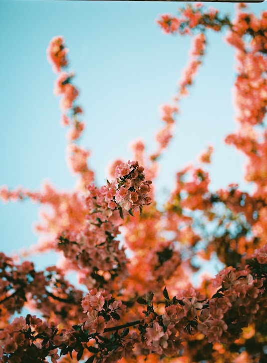 Brianna Pflug's image of a tree of flowers