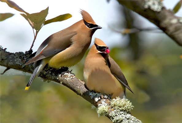 Best Birding Lenses From Each Manufacturer