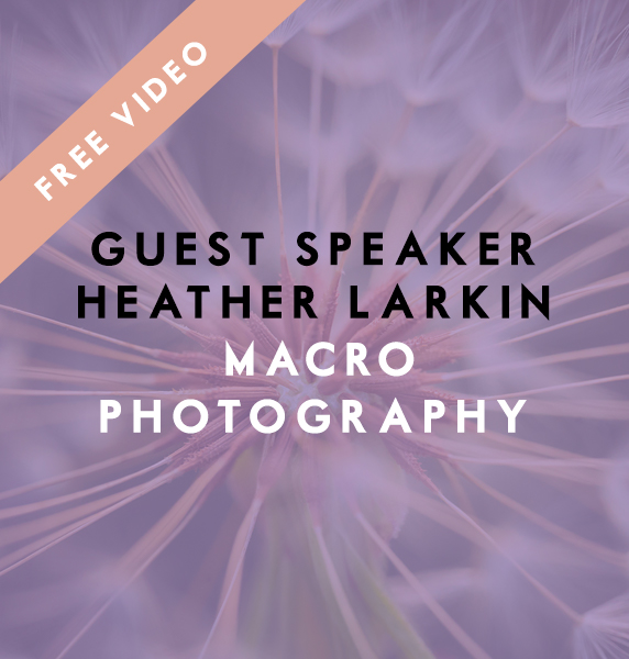 Macro Photography with Heather Larkin