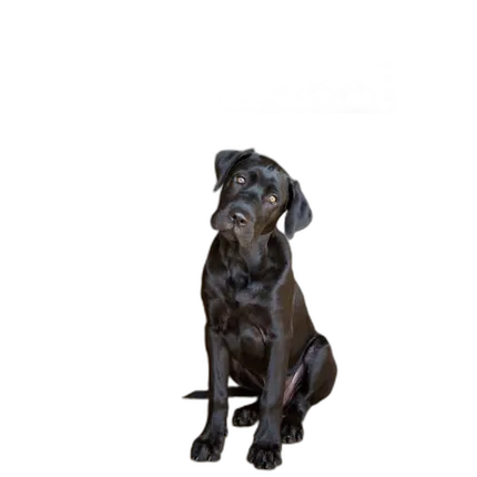Rocky Nook - Pet Photography by Norah Levine