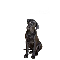 Rocky Nook - Pet Photography by Norah Levine 0