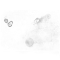 Revolog Snovlox ISO 100 35mm x 36exp Special Effect Black and White Film 3