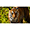 Sony FE 200-600mm F5.6-6.3 G OSS Lens