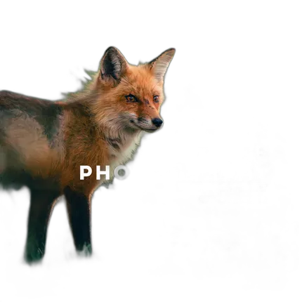 Personal One-on-One: Wildlife Photography with Bobby Stormer