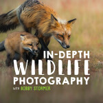 In-depth Wildlife Photography with Bobby Stormer