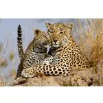 Walk on the Wild Side: The Joys of Wildlife Photography with Ron Magill 2