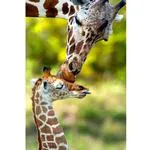 Walk on the Wild Side: The Joys of Wildlife Photography with Ron Magill 4