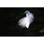 Walk on the Wild Side: The Joys of Wildlife Photography with Ron Magill 6
