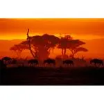 Walk on the Wild Side: The Joys of Wildlife Photography with Ron Magill 7
