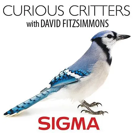 Curious Critters Opening Reception and Seminar with David Fitzsimmons SIGMA