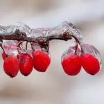 Nature Photography: Composure and Exposure with David Blinder 5