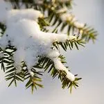 Nature Photography: Composure and Exposure with David Blinder 6