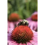 Intro to Macro Photography 7
