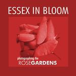 Essex in Bloom - Photographing the Rose Gardens