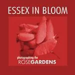Essex in Bloom - Photographing the Rose Gardens 0