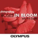 Essex in Bloom - Photographing the Rose Gardens 1