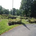 Essex in Bloom - Photographing the Rose Gardens 2