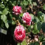 Essex in Bloom - Photographing the Rose Gardens 8