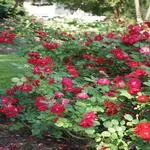 Essex in Bloom - Photographing the Rose Gardens 9
