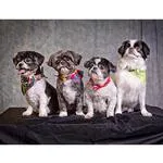 Live Pet Photography Photo Shoot and Lightroom Workflow with Andrew Darlow 7
