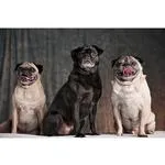 Live Pet Photography Photo Shoot and Lightroom Workflow with Andrew Darlow 9