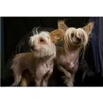 Live Pet Photography Photo Shoot and Lightroom Workflow with Andrew Darlow 10