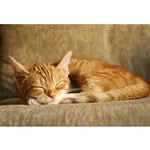 Live Pet Photography Photo Shoot and Lightroom Workflow with Andrew Darlow 12