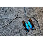 Macro Boot Camp with Mike Moats and Tamron 3