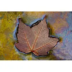 Macro Boot Camp with Mike Moats and Tamron 6