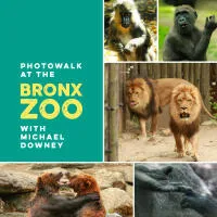 Photowalk at the Bronx Zoo with Michael Downey 0