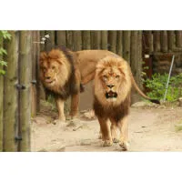 Photowalk at the Bronx Zoo with Michael Downey 3