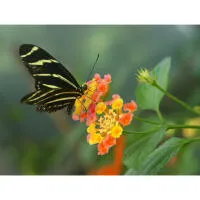 Photowalk at the Bronx Zoo with Michael Downey 7