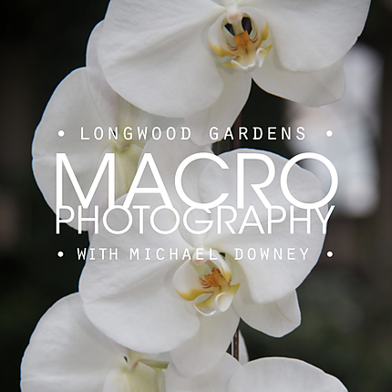 Macro Photography at Longwood Gardens with Michael Downey